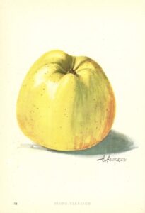 SIGNE TILLISCH