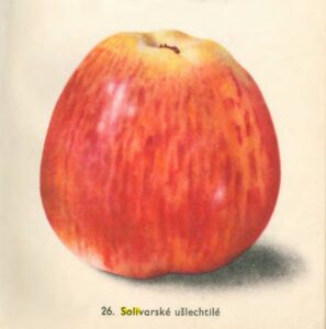 SOLIVARSKÉ UŠĽACHTILÉ