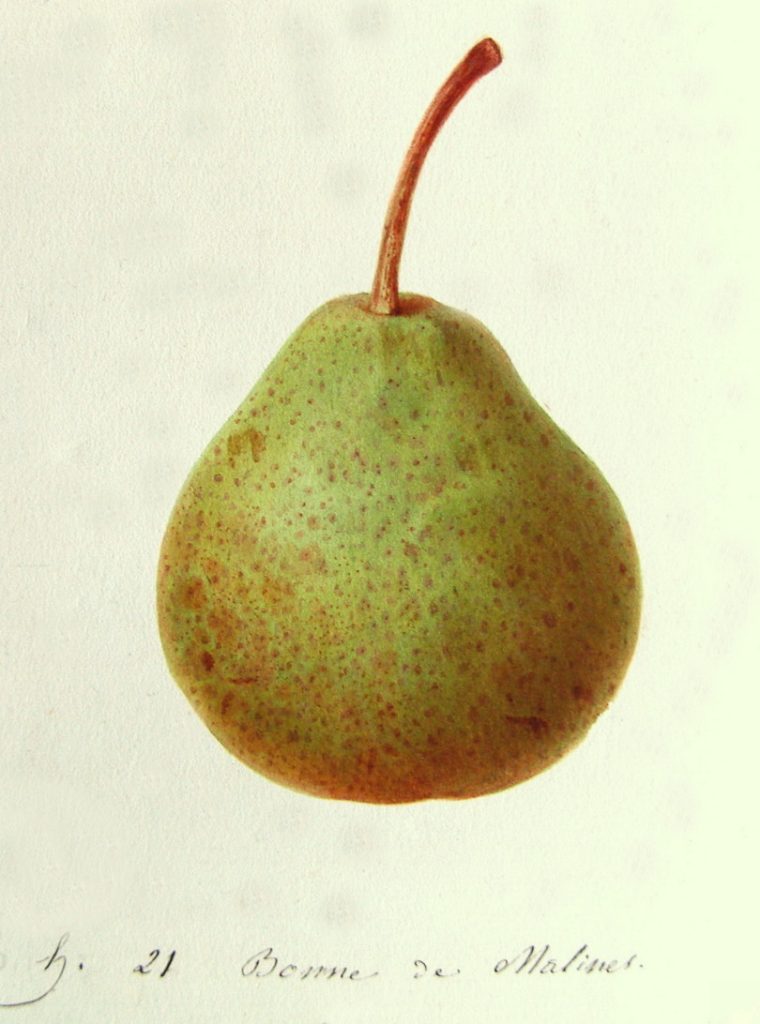 NELISOVÁ ZIMNÁ