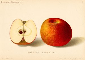 KRÁTKOSTOPKA KRÁĽOVSKÁ
