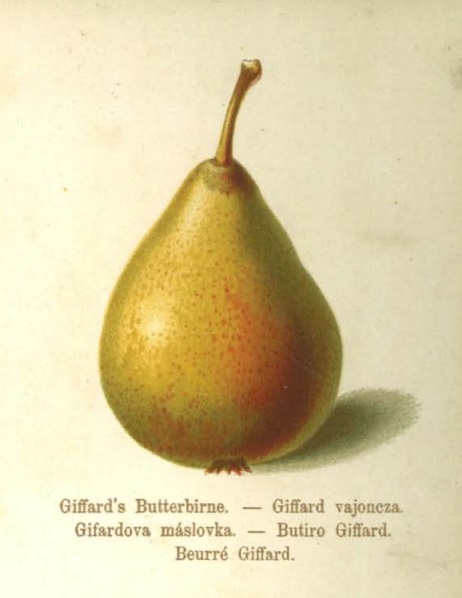 GIFFARDOVA