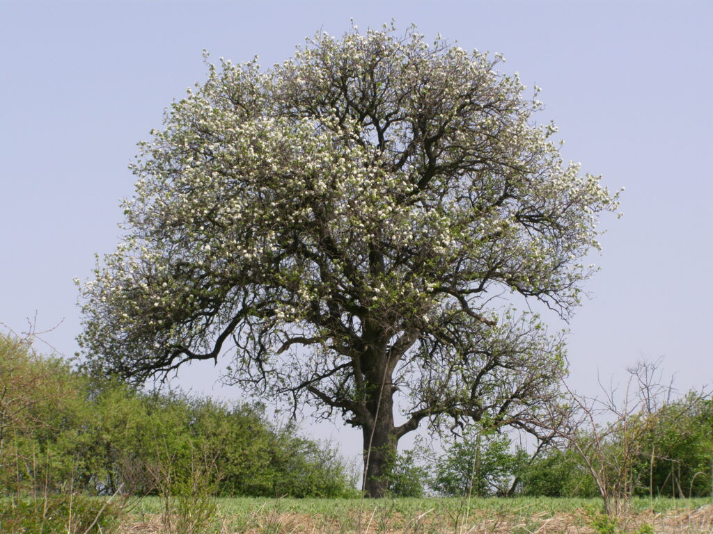 ŠEMENDZIA – PRÍBEH POKRAČUJE