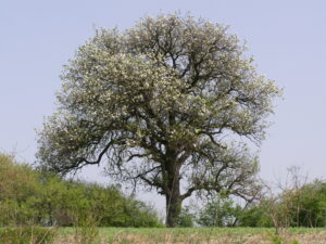 ŠEMENDZIA – PRÍBEH POKRAČUJE