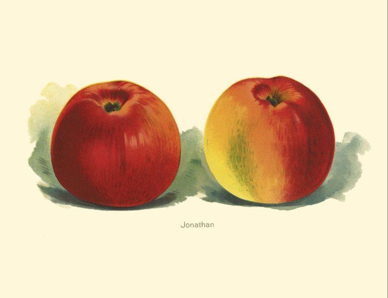 JONATHAN